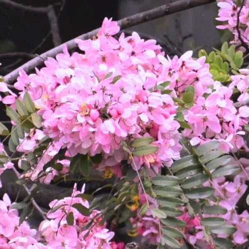 Image of Cassia Javanica Live Plant with Pot | Pink Shower Tree Flowering Plant | Java Cassia Live Tree Plant for Home Garden Balcony Terrace