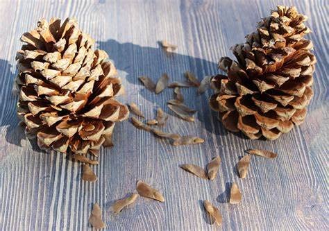 Eastern White Pine Pinus Strobus Pine Tree Seeds For Planting 20 Seeds #TOP29