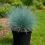 Perennial Farm Festuca Glauca 'Cool As Ice' (Blue Fescue) – Live Grass in 1 Quart Container, Silvery Blue Foliage, Compact, Drought Tolerant, Low Maintenance, Great for Edging, Rock & Sunny Gardens