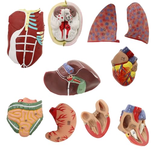 Image of Anatomical Human Muscular Figure Model with 347 Number with 27 Removable Parts Muscle Organ Model Training Manikin Model for Teaching 33.5'' Tall,1 /2 lifesize