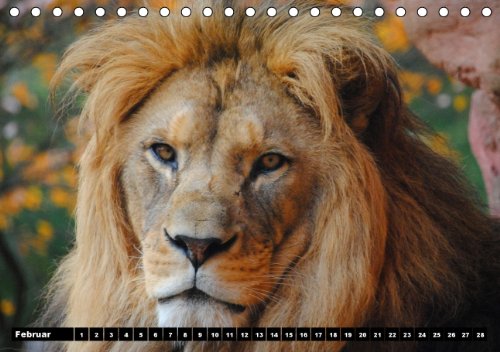 Löwen (Tischkalender immerwährend DIN A5 quer): Der Löwe wird als König der Tiere bezeichnet (Tischkalender, 14 Seiten) (CALVENDO Tiere) [Kalender] [Jan 13, 2014] Stanzer, Elisabeth