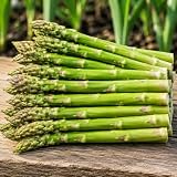 Jersey Giant Asparagus Crowns 12 Pack | 2 Year Bare Root Live Plants | High Yield Heirloom Perennial Vegetable Roots | Cold Hardy Green Asparagus Garden Starter Crowns - One Dozen Roots