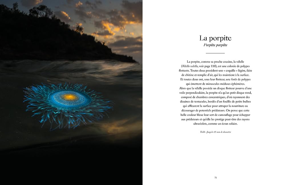 Le Monde étrange et fascinant des Méduses