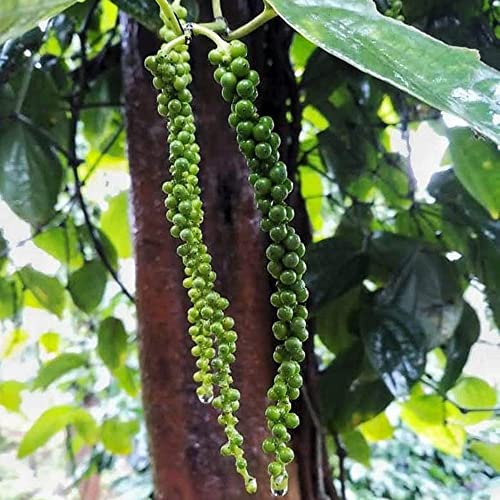 Image of GITAGGED Authentic Malabar Black Pepper (500 Gm) - Pure Kali Mirch