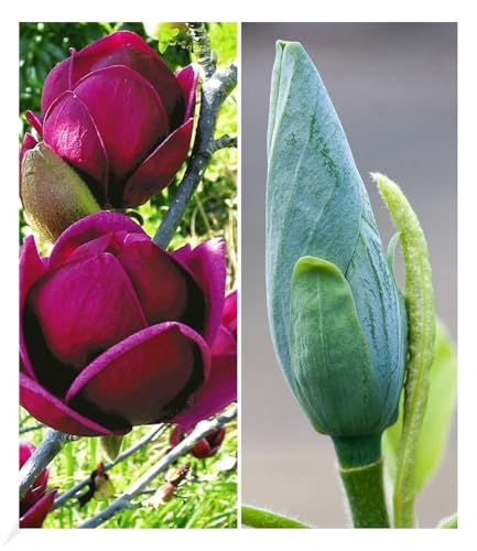 BALDUR Garten 2er Magnolien-Sortiment Pflanzen im Topf winterhart Tulpenmagnolie Magnolienbaum Genie und Blue Opal pflegeleicht Magnolia acuminata Magnolia soulangiana Genie