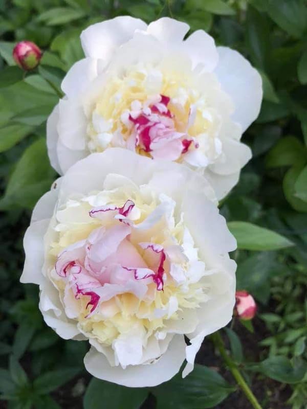 Oakwood Farms® Chinese peony flower bulb | soft white peony Flower bulb For Indoor/Outdoor home Gardening Pack of 1 bulb (B0CMQ4XBMN) Amazon Price History, Amazon Price Tracker