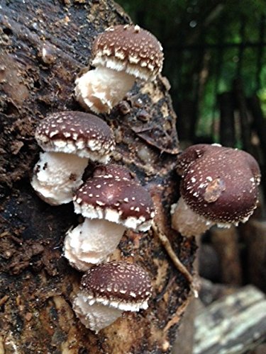 12" Shiitake Mushroom Log Grow Your Own Amazing Edible Mushrooms - Thumbnail 4