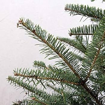 もみの木さん 楽天市場】もみの木 植木の通販