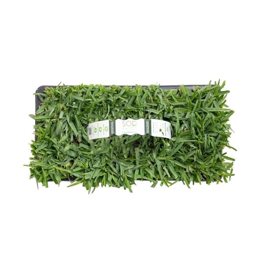 St. Augustine Grass Plugs for Lawn Repair