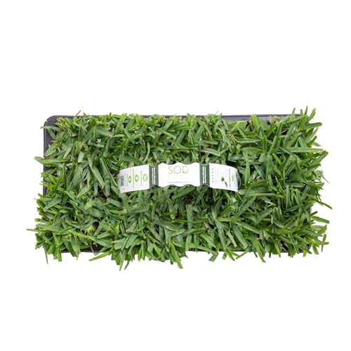 SodPods® St. Augustine Palmetto Grass Plugs for Lawn Repair, 3' x 3' Each (32-Count) – Cannot Ship to California/Arizona