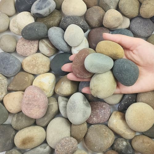 FANTIAN 5 lbs Pebbles for Plants, 1-2 Inch Decorative River Rocks for Plants Indoor, Landscape, Garden, Aquarium, Fountain, Walkways and Outdoor Decorative Stones