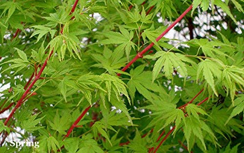Sango Kaku Coral Bark Japanese Maple