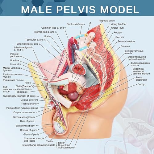 Pelvis mâle 5 pièces AMITD pour l'éducation médicale et cours - 8