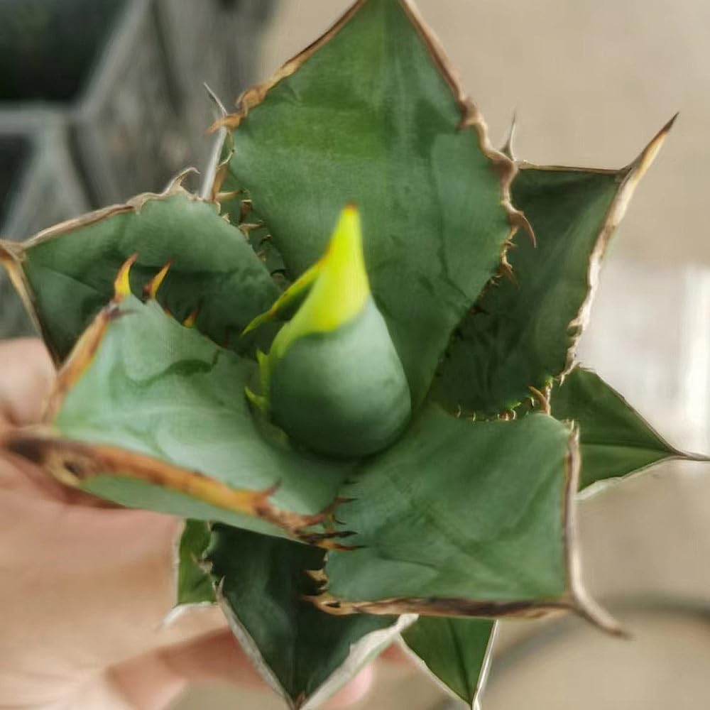 Amazon.co.jp: kokkaen: 多肉植物・サボテン
