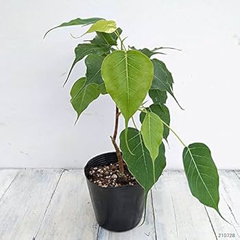 【taka14様】 インドボダイジュ 146cm♪ フィカス•レジリオーサ♪ Amazon｜フィカス：レリジオーサ（スリーマハーボダイジュ）4号