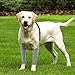 Dog Recovery Suit for Front Legs, Dog Leg Sleeves After Surgery with Elastic Band, Soft Protective Elbow Braces for Medium Large Dogs, Cone Collar Alternative to Stop Licking Leg Wounds,Grey,L