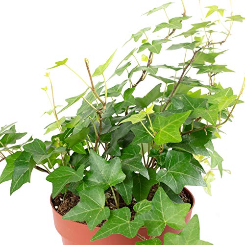 Gemeiner Efeu grün - Hedera helix - Höhe ca. 20 cm, Topf-Ø 13 cm - Image 3
