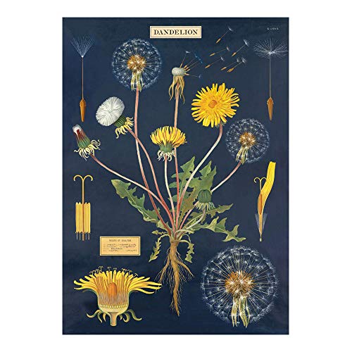 Cavallini Decorative Wrap Poster, Dandelion Chart, 20 x 28 inch Italian Archival Paper (WRAP/DAN) - //coolthings.us