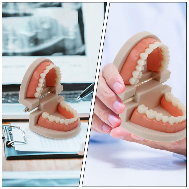 Alipis ModèLe De Dents Educatif Avec Brosse IntéGréE Et MâChoire ArticuléE Kit PéDagogique Pour Enseignement Des Soins Dentaires Enfants Outils Educatifs Dentaire