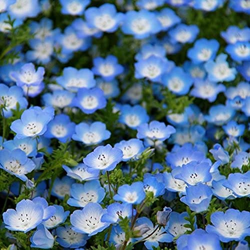 David's Garden Seeds Flower Native California Baby Blue Eyes 200 Non-GMO, Heirloom Seeds David's Garden Seeds Flower Native California Baby Blue Eyes 200 Non-GMO, Heirloom Seeds