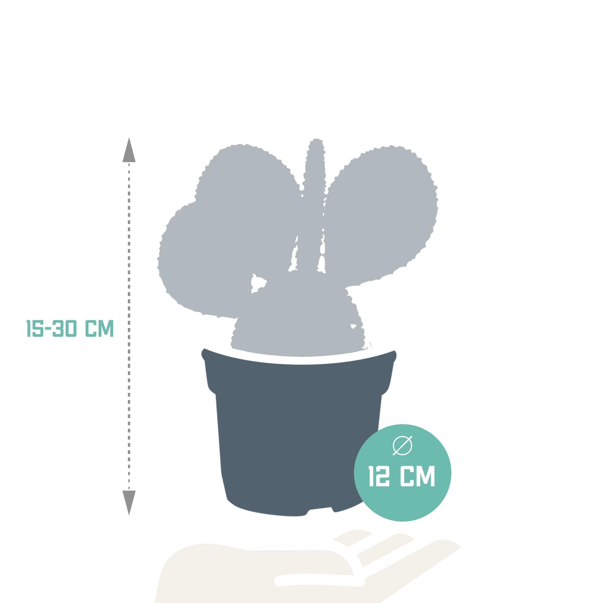 Opuntia Microdasys Senza Vaso, Pianta Grassa da Interno, Verde, 12cm
