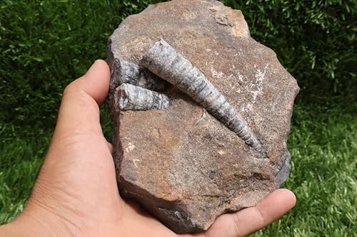 Image of Natural Orthoceras Fossil Plate from Devonian Period Fossil from Morocco A264