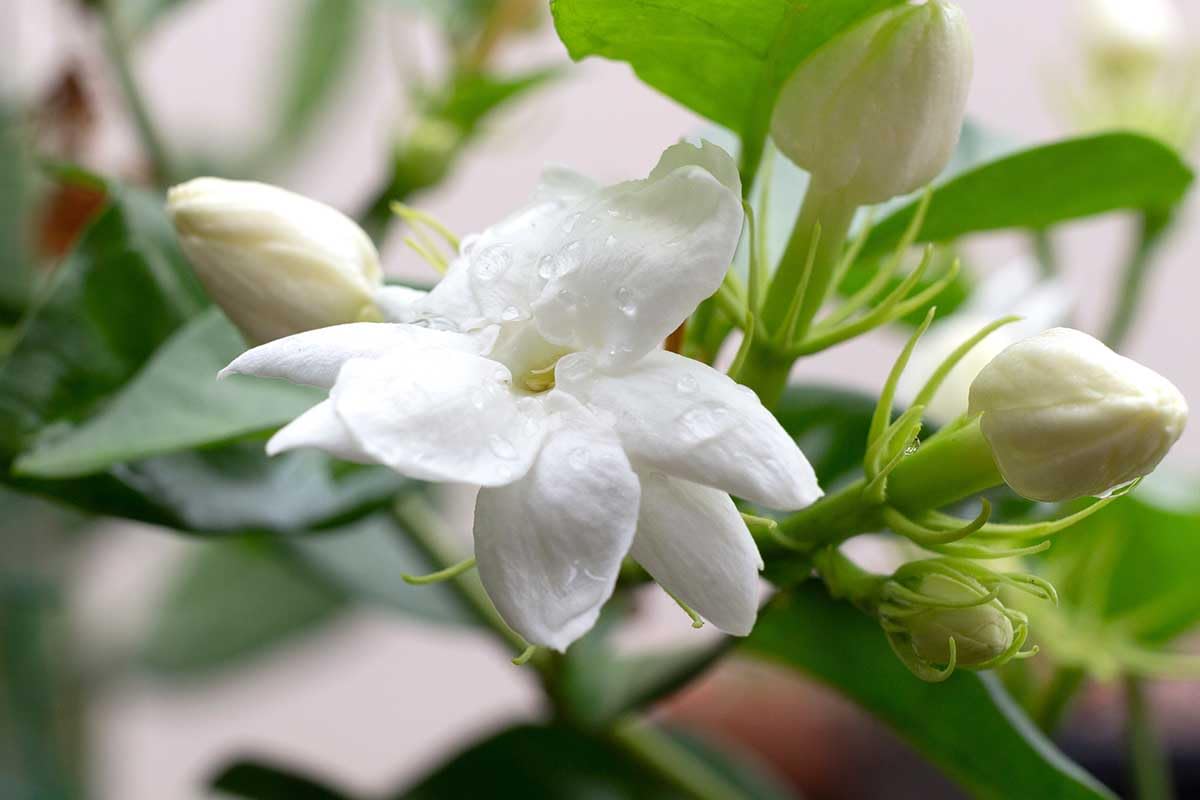 75 Pcs White Jasmine Seeds, Climbing Jasmine, Fragrant Flower