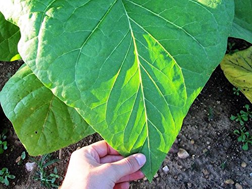 Semillas gigante del tabaco Krupnolistyy - hojas grandes de cultivo ecológico de...