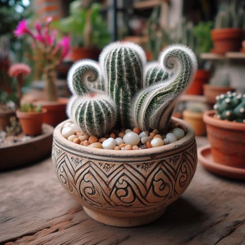 Image of NooElec Seeds India 50+ SEEDS- Swirling Cactus Seeds For Planting Home Garden- Grow Indoor & Outdoor- All Year.