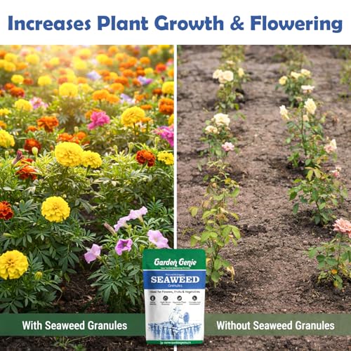 Image of Garden Genie Seaweed Extract Granules for Plants 250 Gm | Organic Fertilizer and Growth Promoter for All Indoor, Outdoor Home Garden Plants