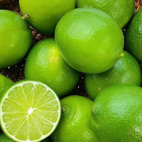 Lemon Tree Seeds, Container Tree, Patio Plant, Balcony Garden, Small‑Space Growing 100pcs