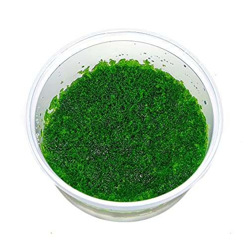 Riccardia sp. 'Graeffei' - Mini Pellia Moos in vitro XL - 8,5cm Bechergröße - Aquariummoos Wasserpflanzen für Aquarien