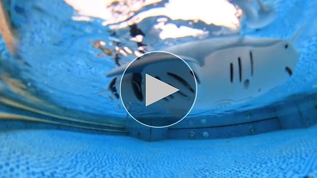 Squalo RC Telecomandato Per Piscina E Lago - Modello Simulato - Nuovo