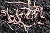 MEDIUM-LARGE DENDROBAENA WORMS FISHING LIVE BAIT/COMPOSTING/REPTILE FOOD 100g - 1kg (250g) #1