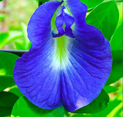 12+ Butterfly Pea S.eeds, Asian Pigeonwings, Blue Pea, Blue Ternate, HOA Äáº­u Biáº¿c, Cordofan Pea Edible Flo.wer |