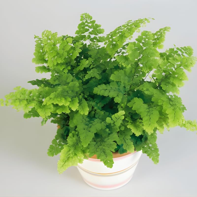 10 Maidenhair Ferns Live Plants Outdoor, Well-Rooted Rhizome Starters, Cold-Hardy Shade Plant for Home Landscapes and Large Pots