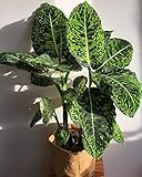 Dieffenbachia 50 x Dieffenbachia rare ornamental bonsai dieffenbachia bonsai office purify the air absorbs harmful gas of dome of DIY: 5 : Seeds Only