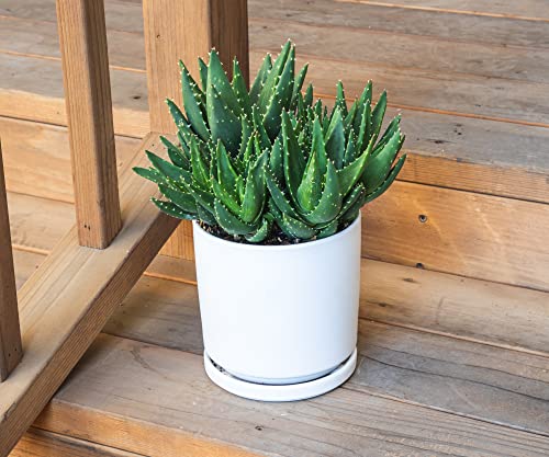 Succulents Plants Live Indoor Plants, Aloe Nobilis Plants Live Houseplants, Live Succulents Live Plants Indoor Succulent Plants, Indoor Plant Real Succulents Plants House Plants By Plants For Pets #TOP5
