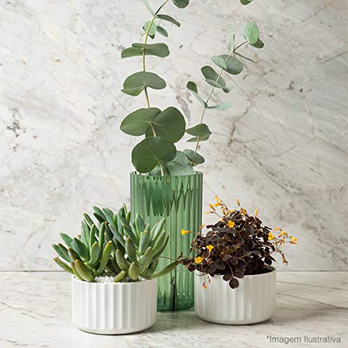 Vaso De Flor M Decorativo Planta Translucido Groove Jardim Verde Botânico