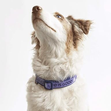 the good dog collar