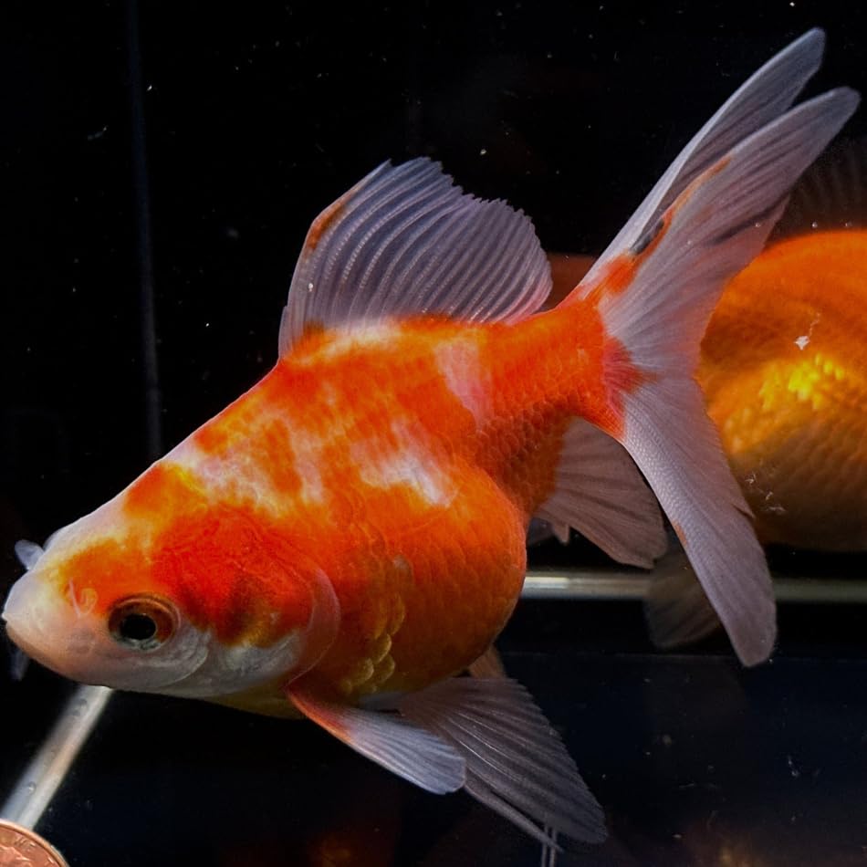 Neat&Tidy Assorted Ryukin Goldfish 2-2.5" (Pack of 3 Fish) - Aquarium Exotic Freshwater Live Fish