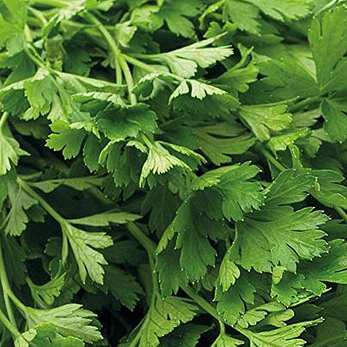 Parsley Flat Leaved Organic Seeds 1 packet (700 seeds) – Thompson and Morgan