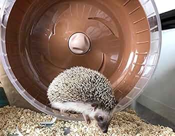 ハリネズミゲージ&ホイール 超激得，SALE】 ハリネズミ専用ケージ＆周辺機器セット サイレント