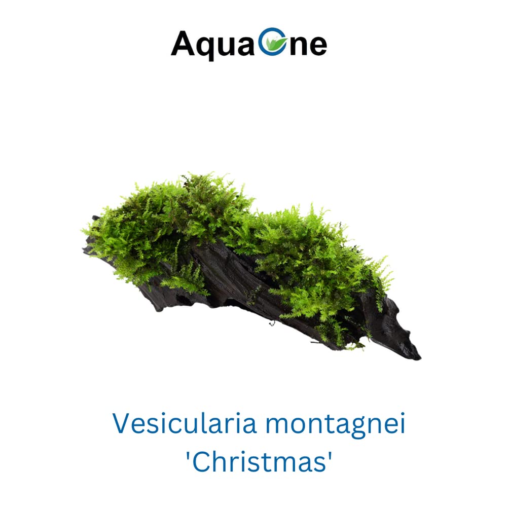 AquaOne Rośliny akwariowe I 2 x rośliny wodne I roślina akwariowa na korzeniu I Anubias barteri VAR. Nana Vesicularia Montagnei "Christmas" I Zestaw Mix z 2 siedziskami