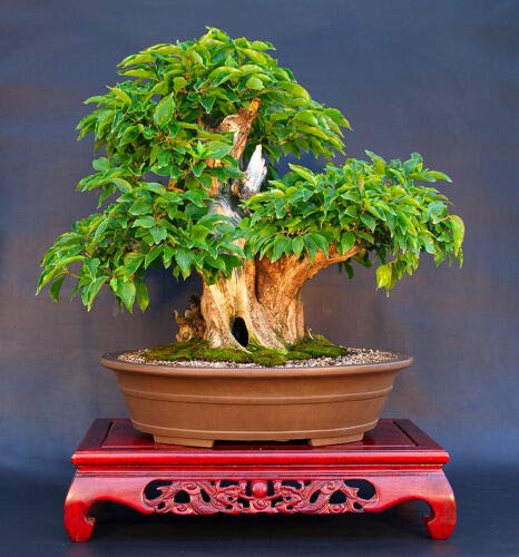 Cornelian Cherry Dogwood - Cornus Mas - 65 Seeds - Bonsai - Tree :  Amazon.se: Garden
