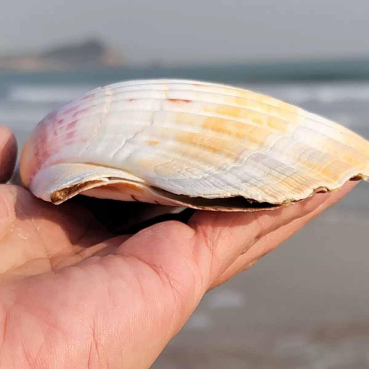 Conchas., Grandes Conchas de mar Naturales for Adornos decoración del Suelo hogar Acuario Paisaje(10~11CM)