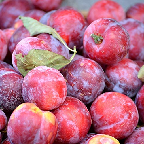 Opal aromatisch süße Pflaume Buschbaum ca. 110-140 cm im Topfballen Unterlage St. Julien A