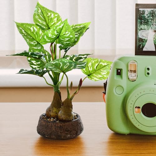 人工観葉植物 光触媒 フェイクグリーン 人工盆栽 モンステラインテリア 空気清浄 鉢植え卓上 小型 植木鉢 お世話不要 室内 屋外 フェイク植物 枯れない 盆栽植物 (D) [2]
