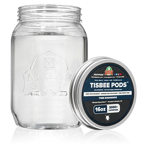 Tisbee Pods :: Live Copepods :: Tisbe biminiensis...