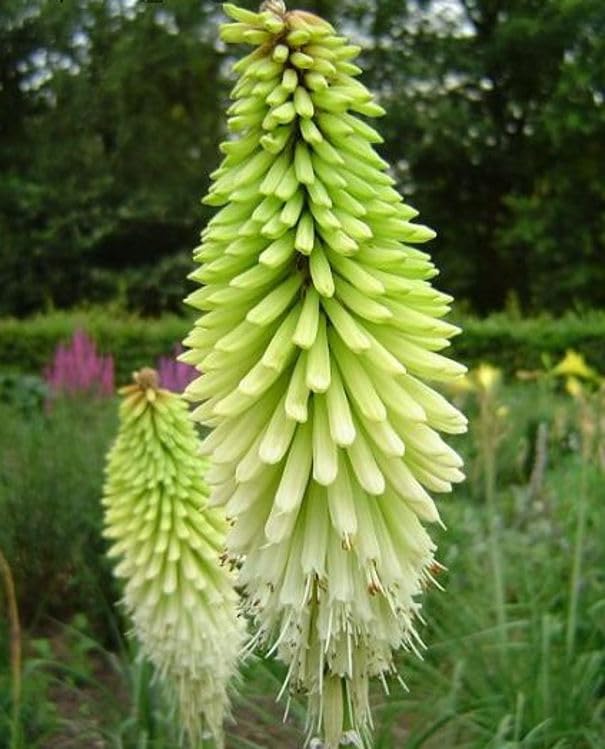 Exotic Hot Poker Torch Lily Bulbs Effortless Growth for Year-Round Home & Garden Beauty with Kniphofia Tritoma Giant Root/Bulb Perennial Summer Blooms pack of 6 ICE QUEEN)